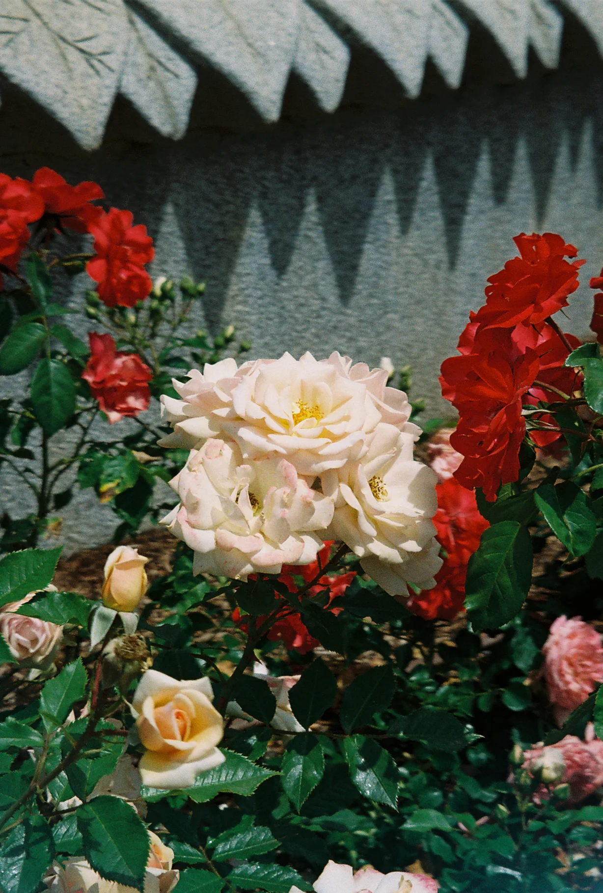 PetunioMonteroPhotography114.jpg