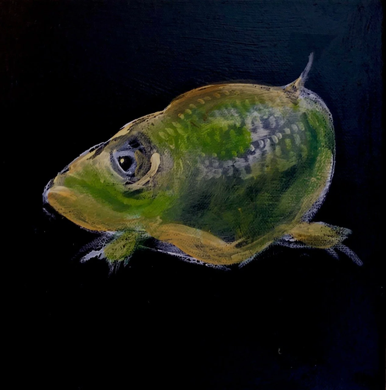 Herring