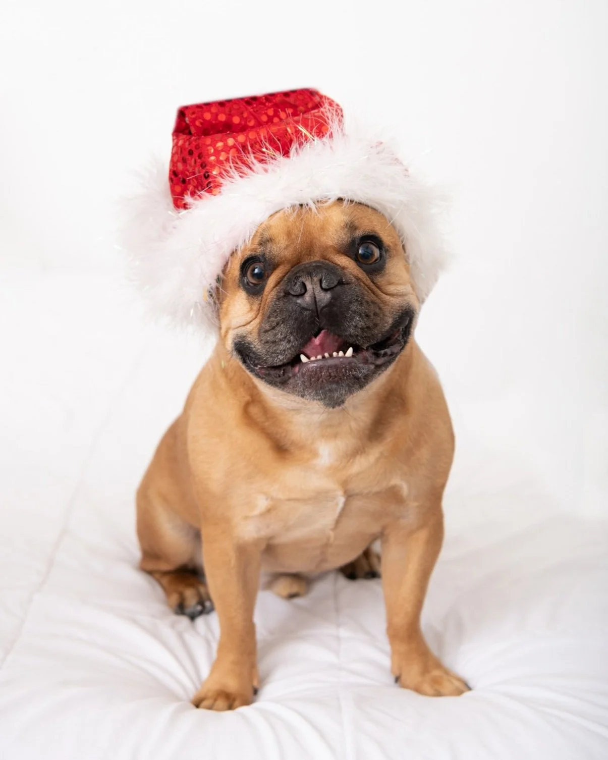 Holiday Mini Session - what is it?