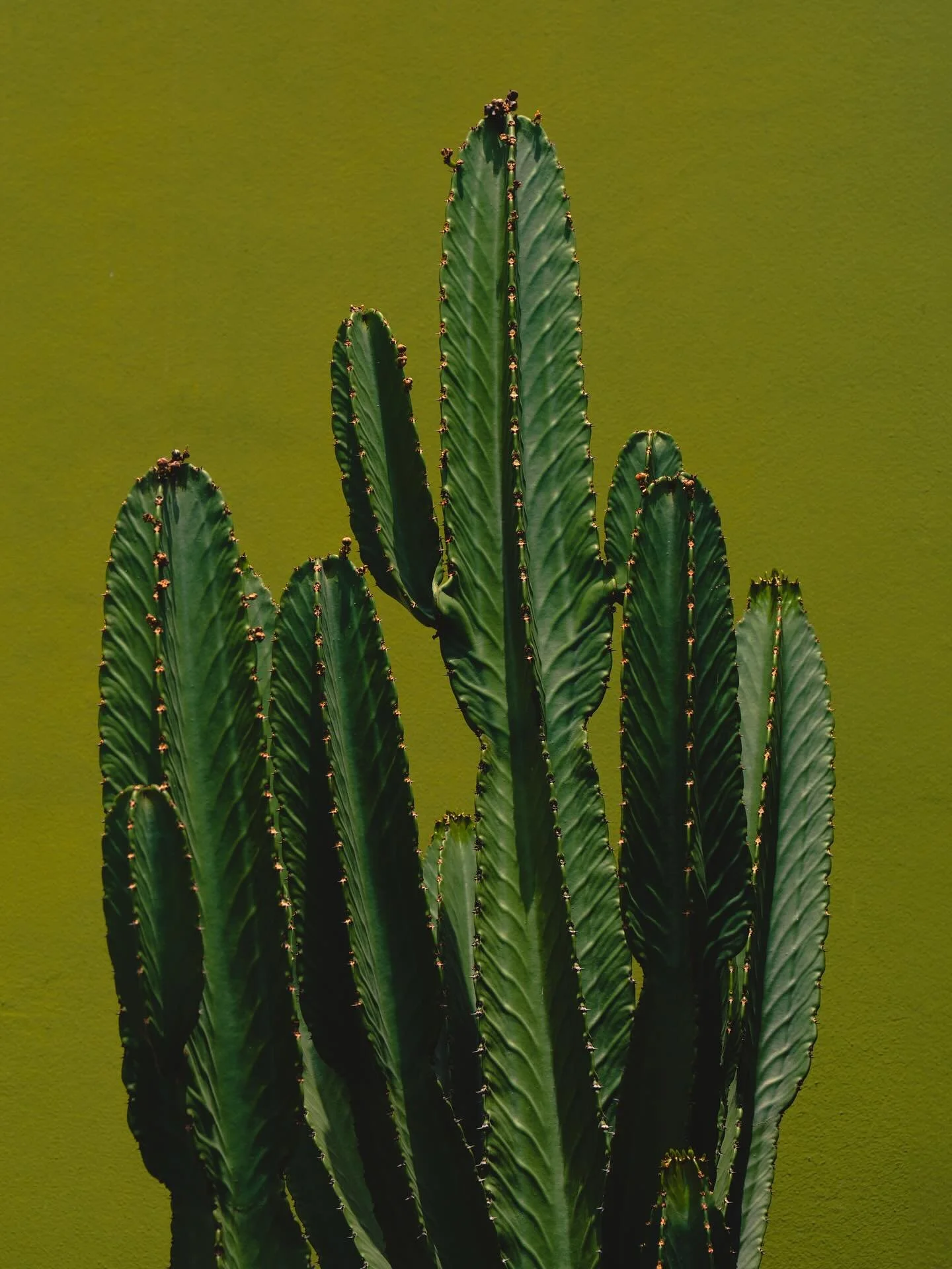 perhaps one of the more photogenic and dramatic cacti I&rsquo;ve come across do you agree? 🌵