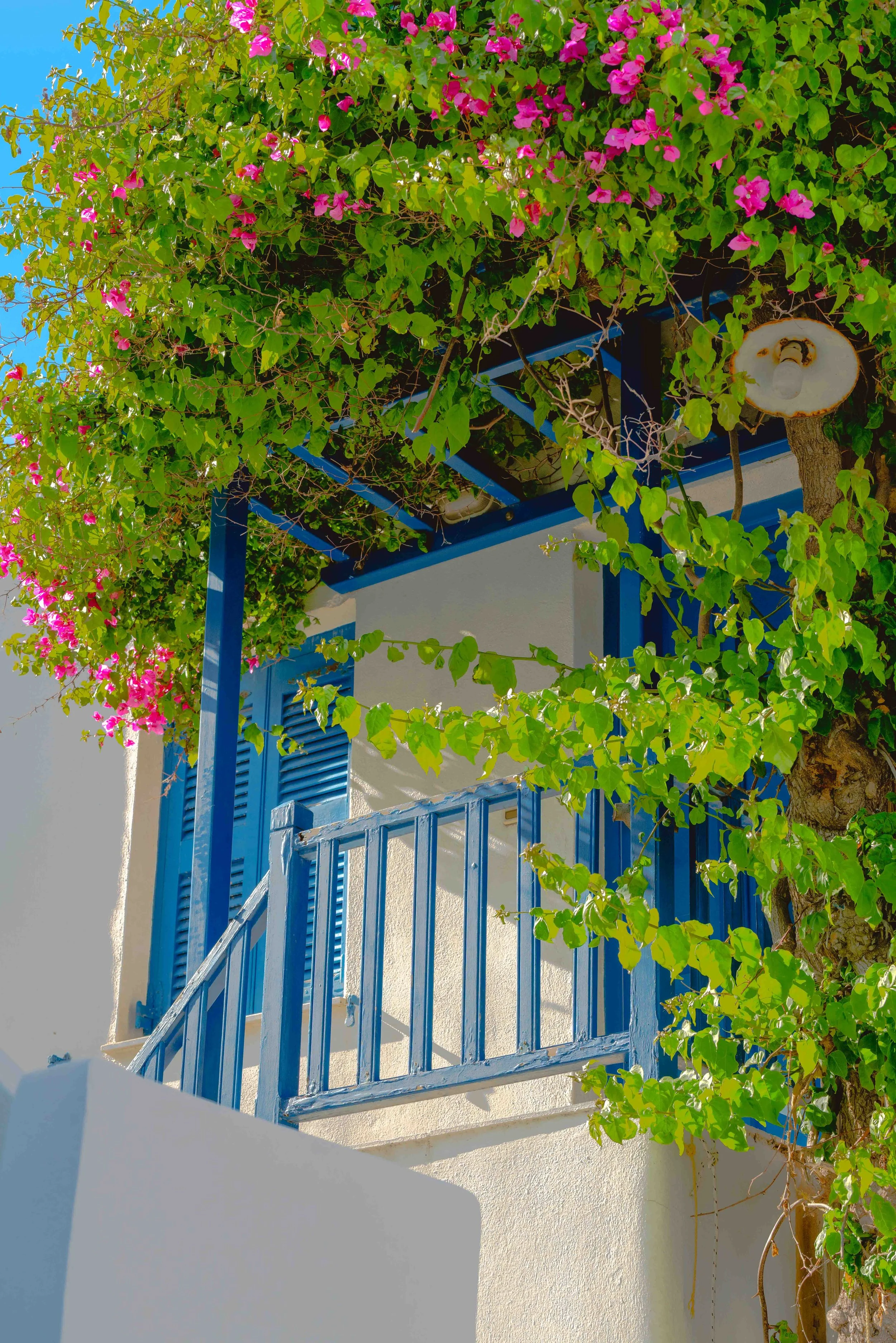 Greek-style white building with blue shutters and blue balcony railing, covered in green ivy and pink bougainvillea flowers, under a clear blue sky.