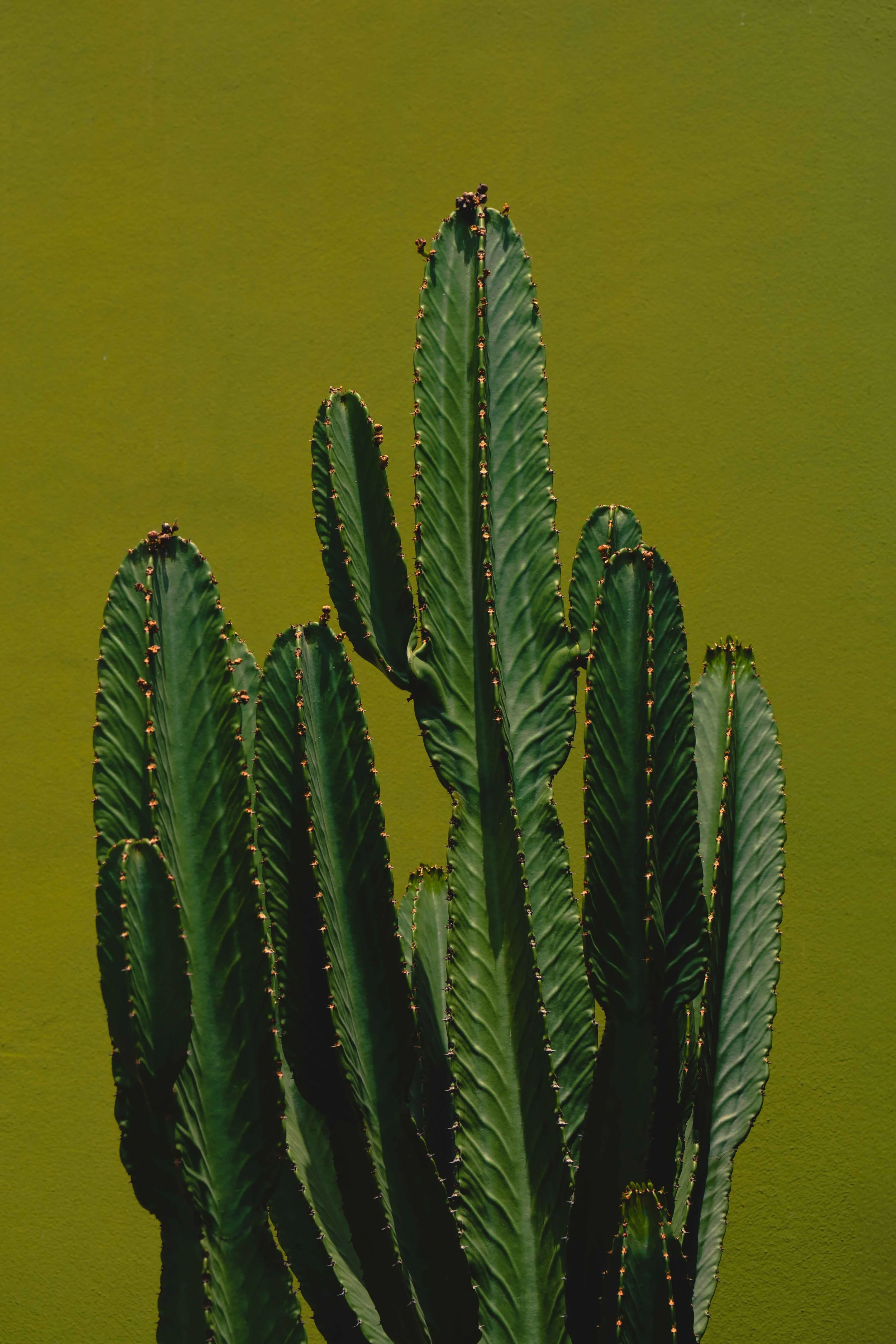 A close-up of green cactus plant with multiple tall, ribbed shoots against a yellow background.