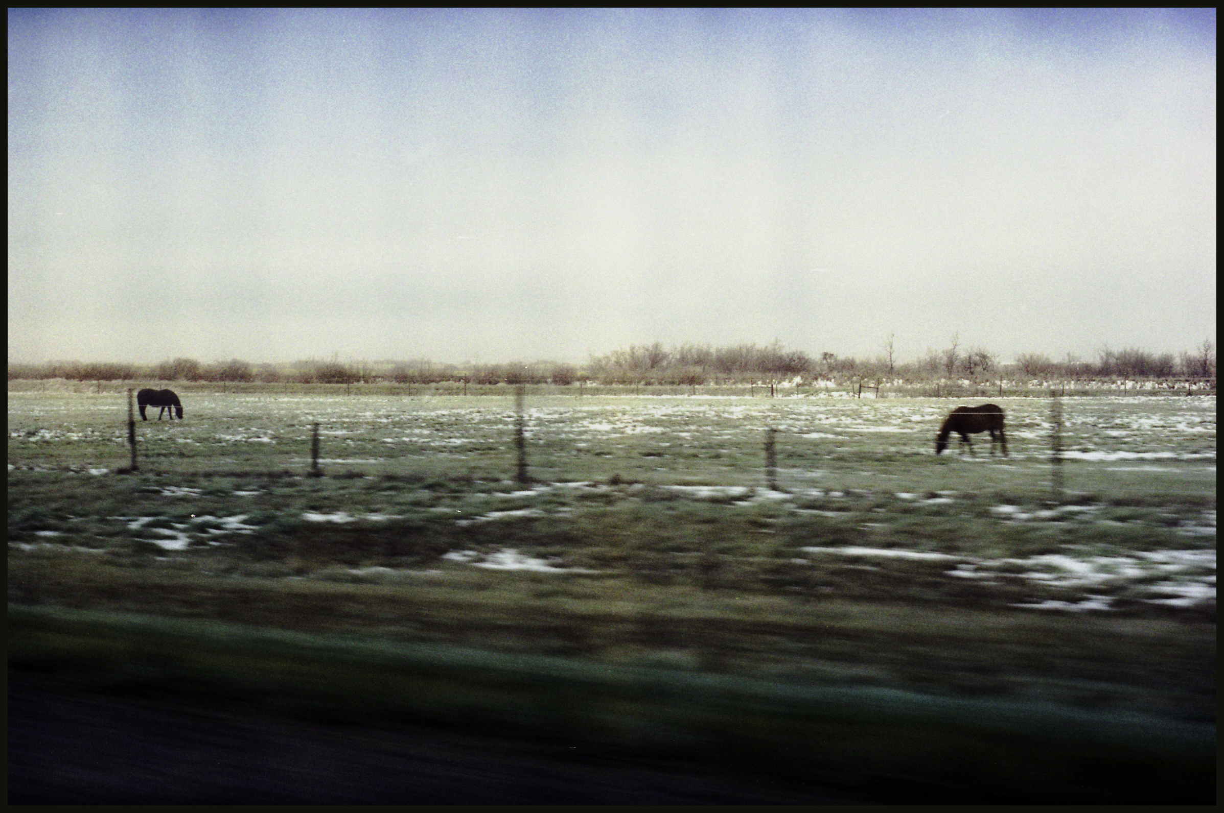 HORSES.png