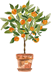 orange-tree.png