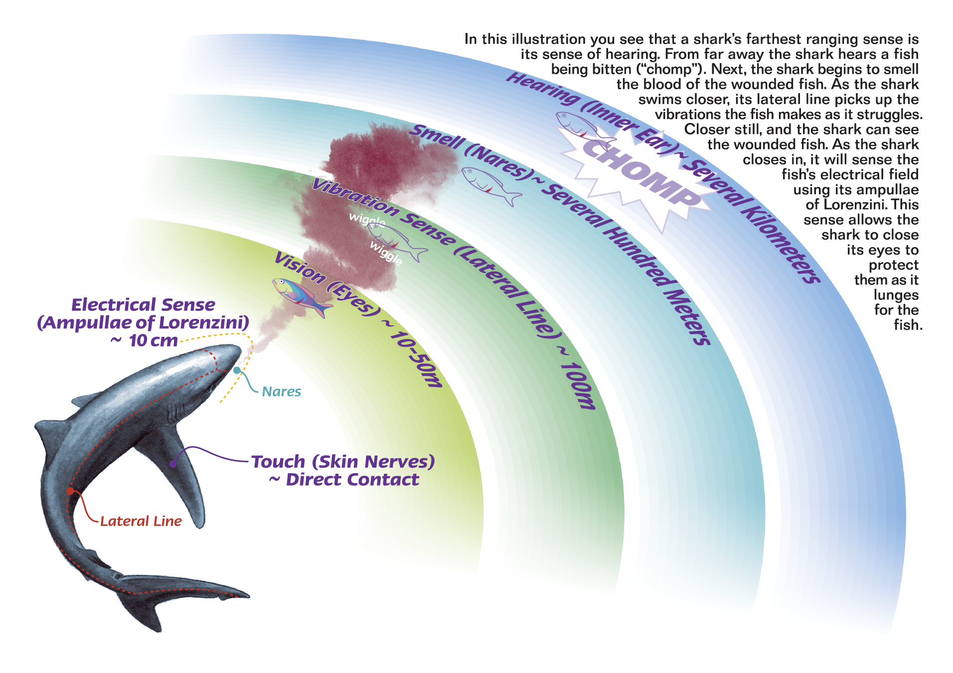 Super Shark Senses