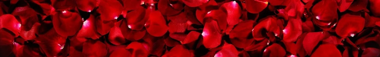red-rose-flower-petals-background-header.jpg