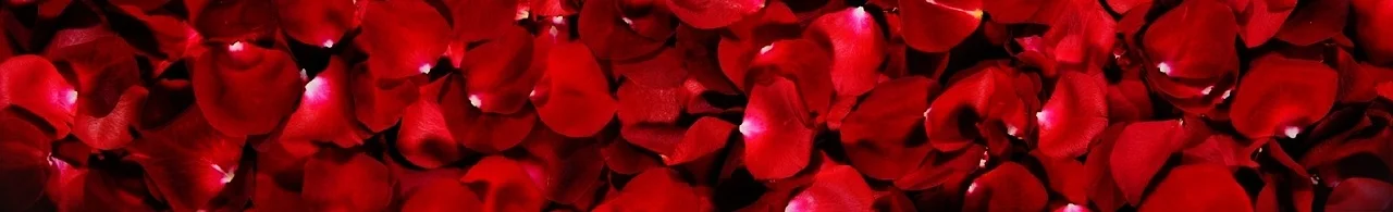 red-rose-flower-petals-background-header.jpg