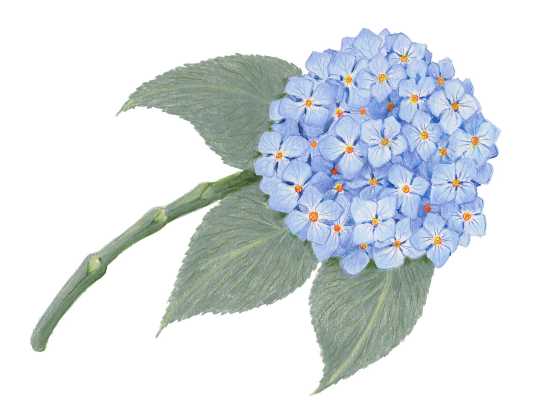 Hydrangea