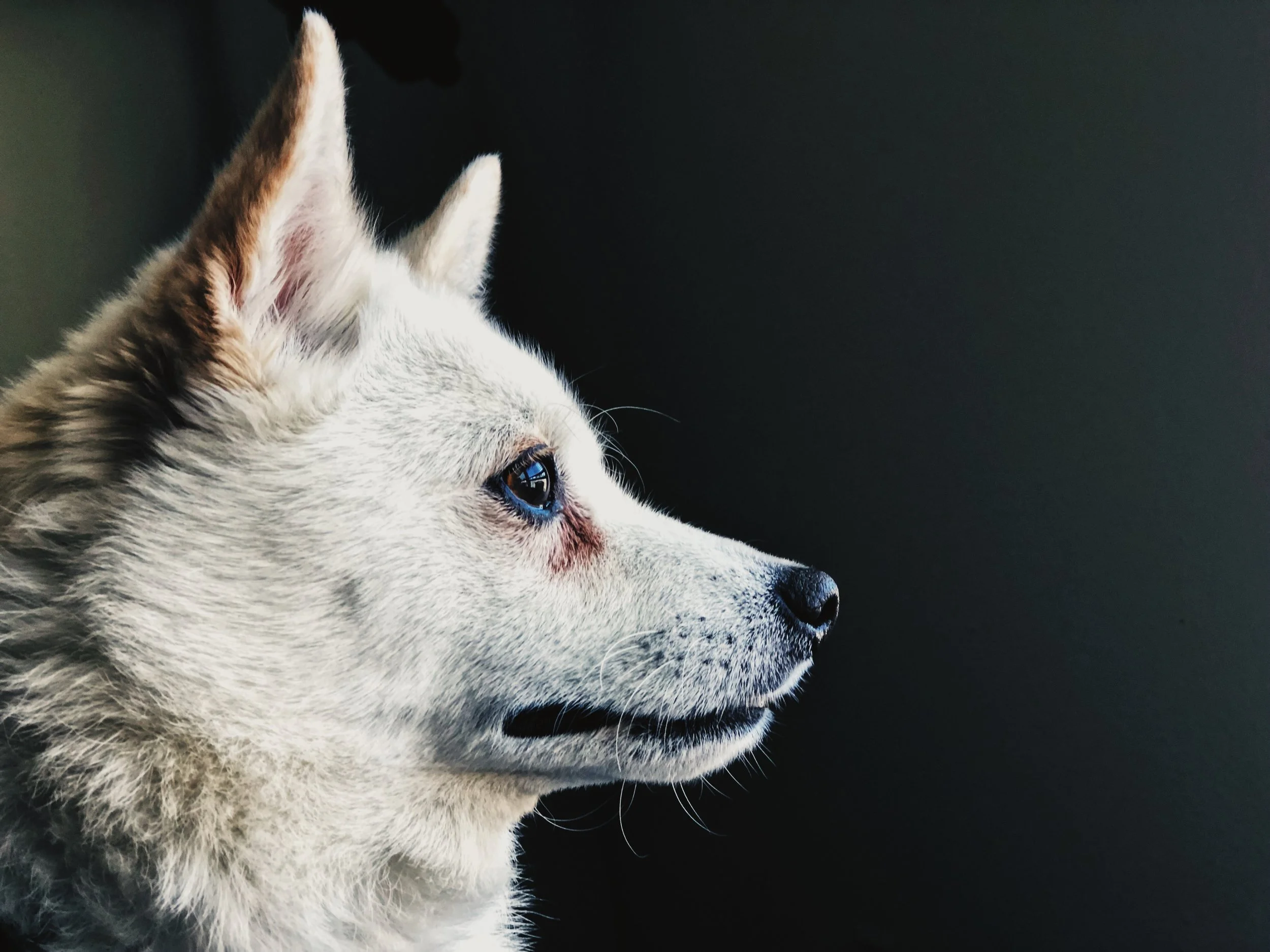 Using just window light and a little bit of patience's can make a big difference getting a dramatic shot like this. 