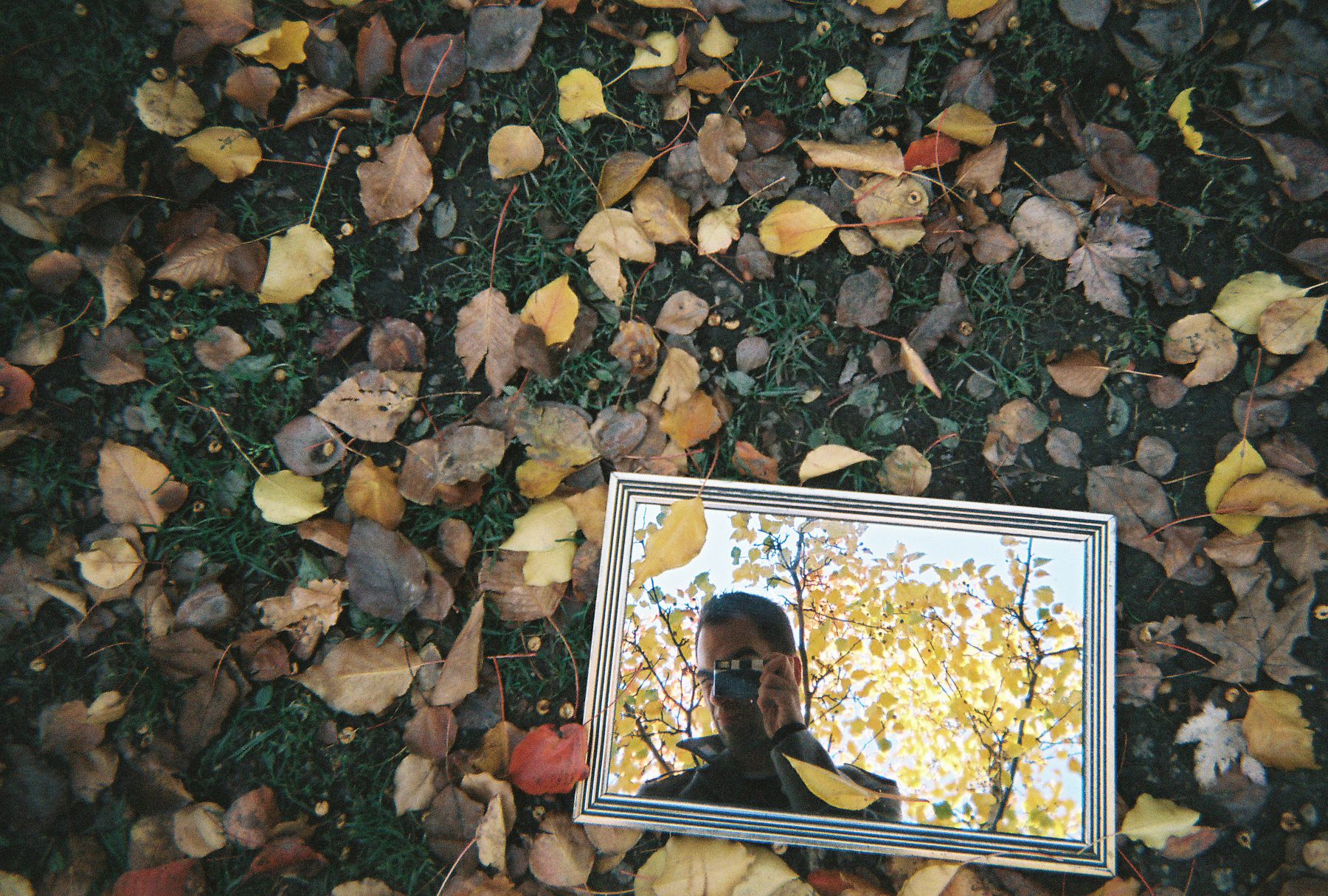 leaves.jpg