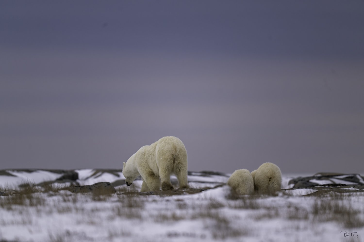 polar bears-4.jpg