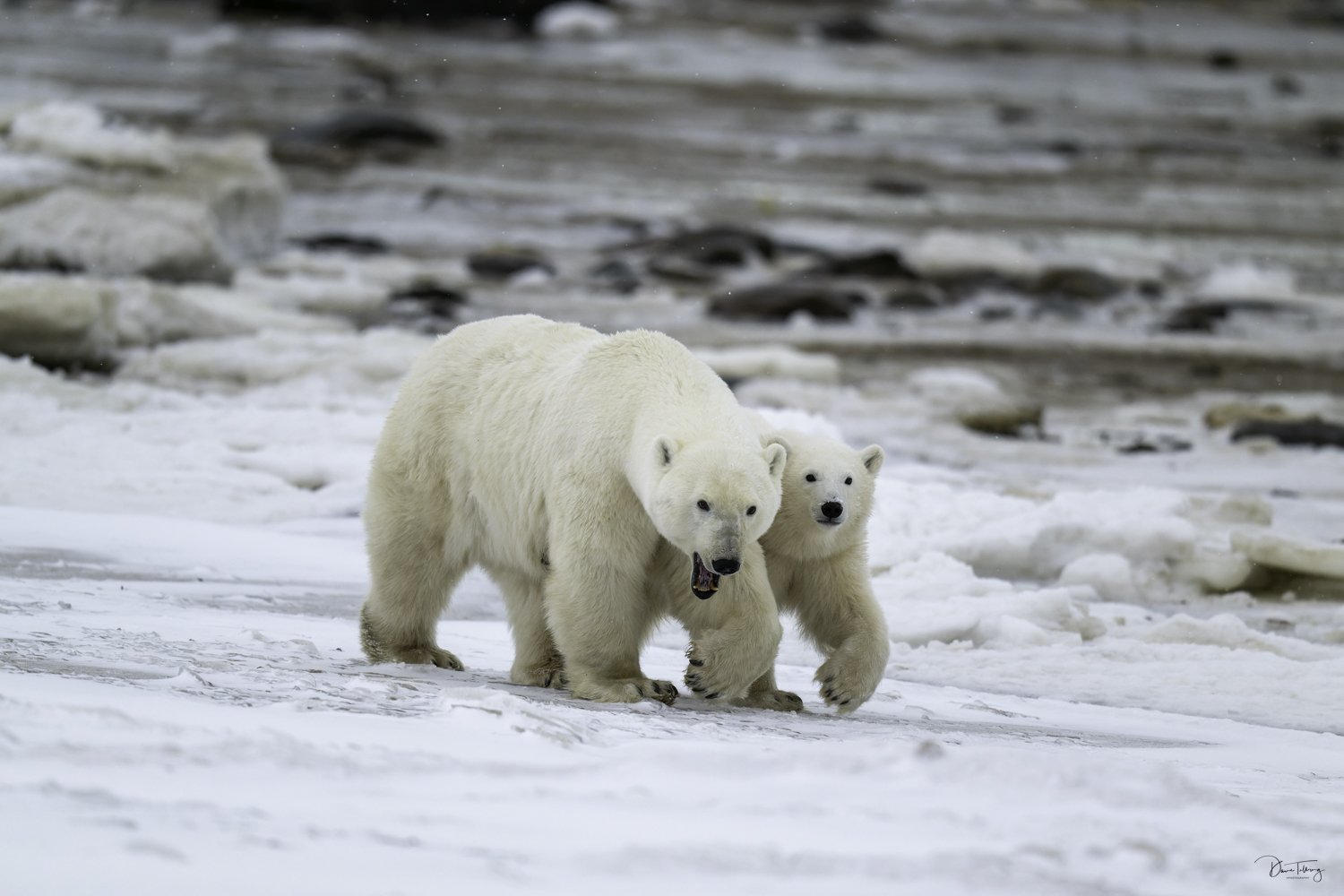 polar bears-22.jpg