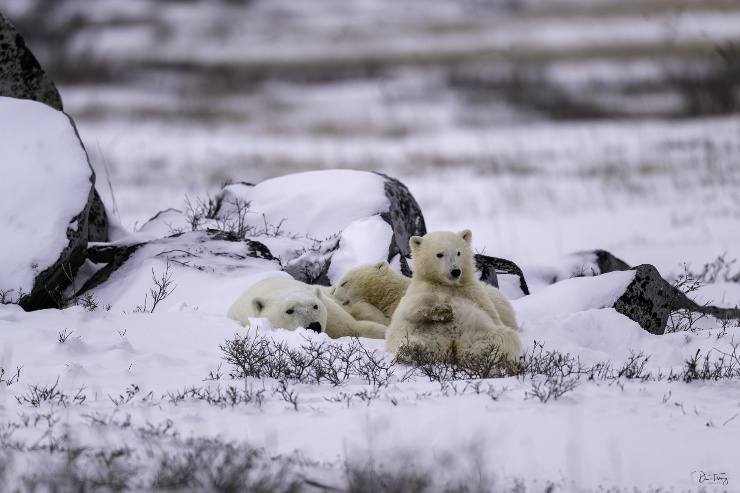 polar bears.jpg