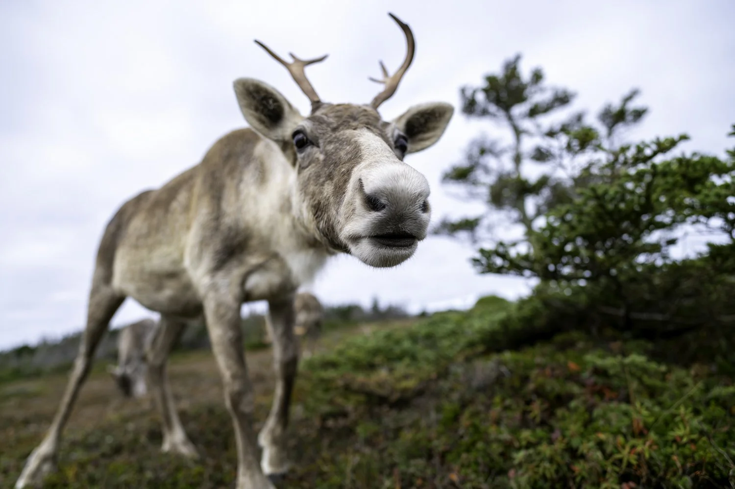 Caribou-16.jpg