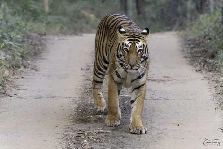 tiger-5.jpg