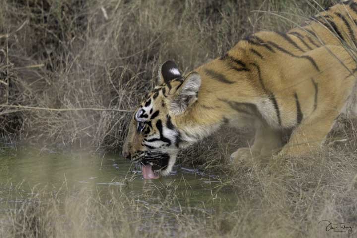 tiger-25.jpg