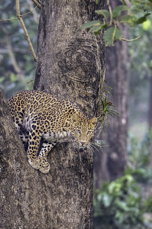 leopard-7.jpg