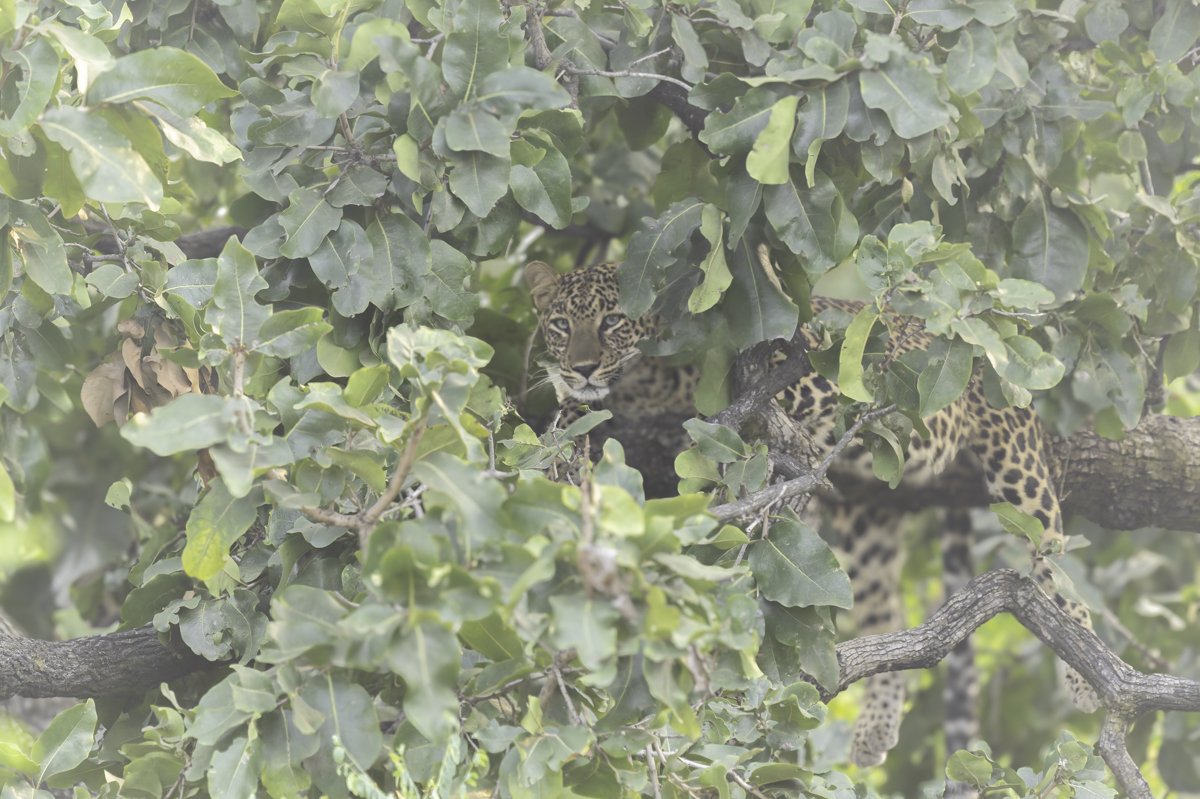 leopard-18.jpg