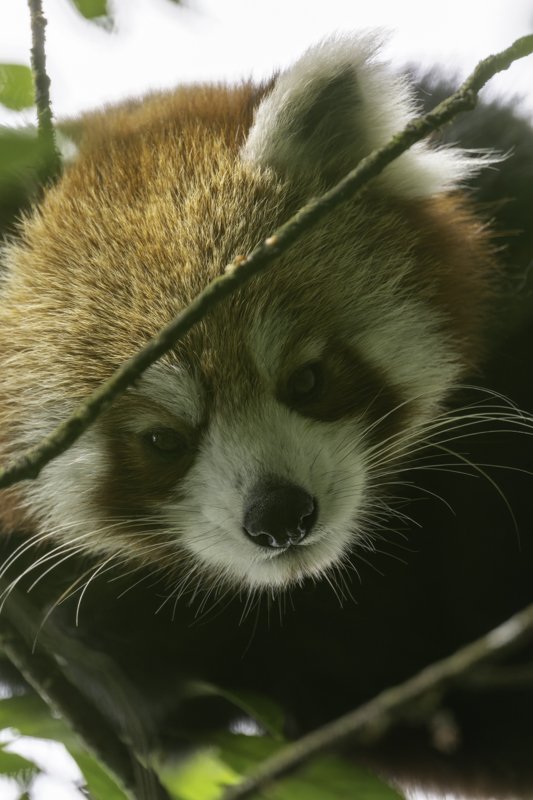 red panda-11.jpg