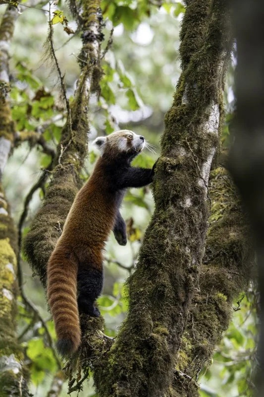 red panda-18.jpg