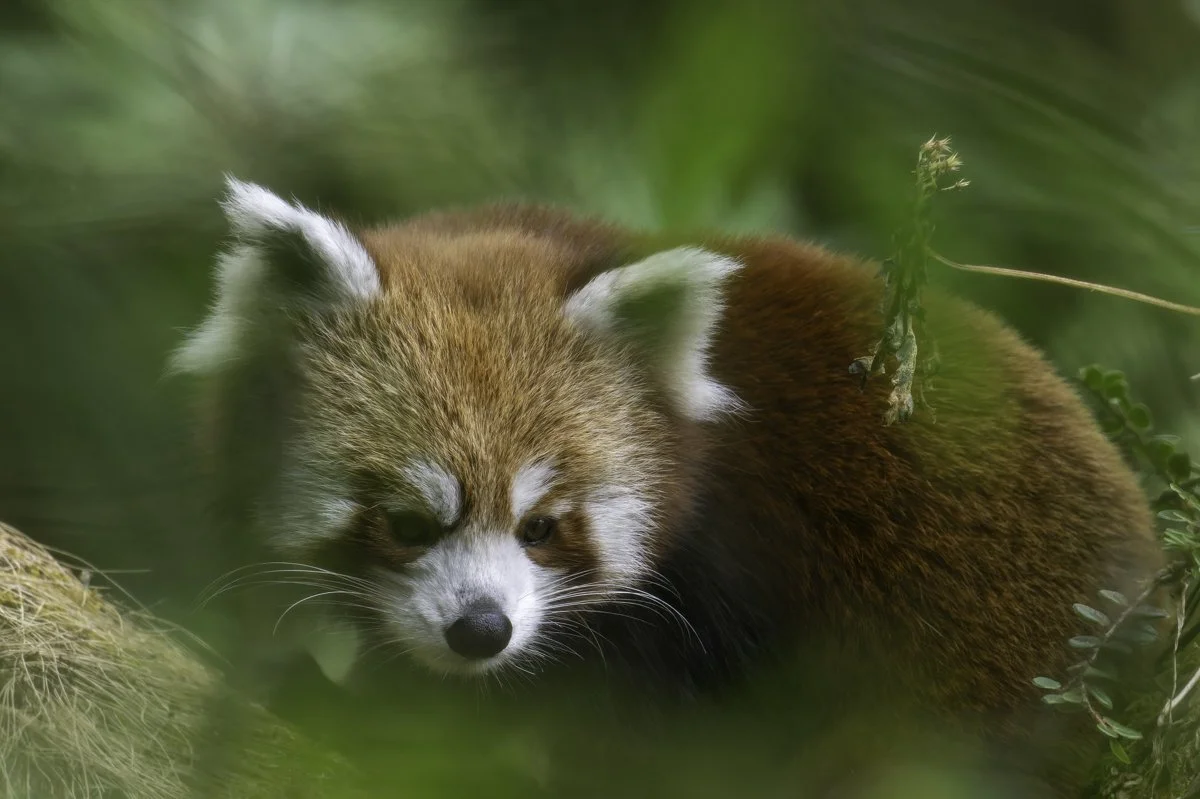 red panda-33.jpg