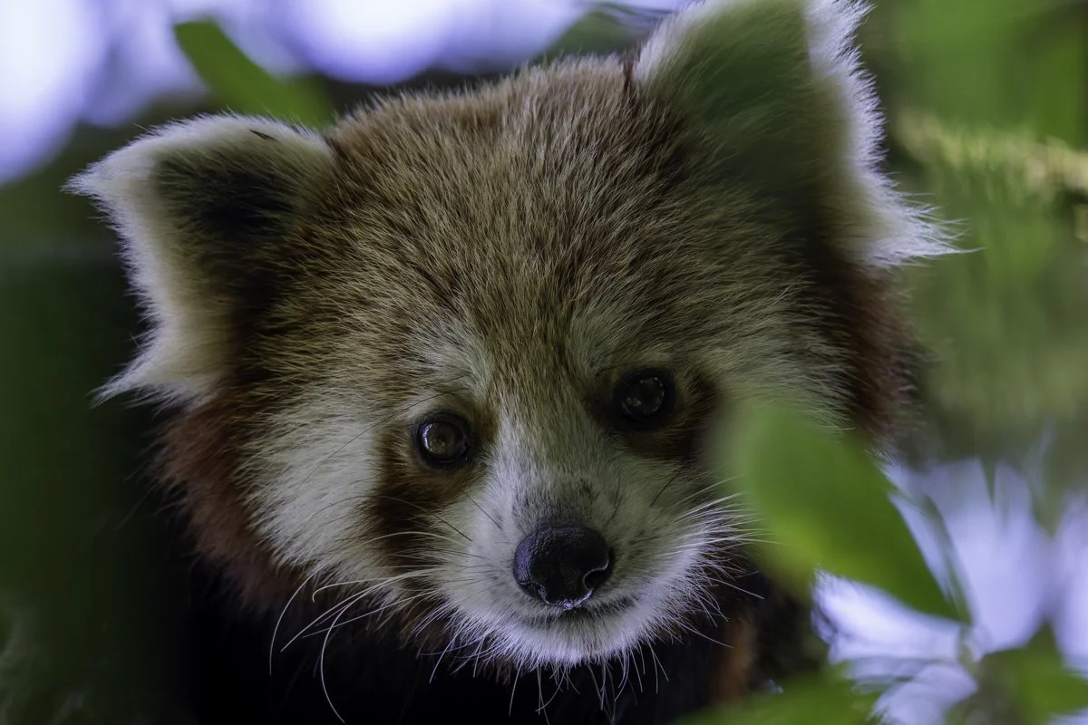red panda-44.jpg