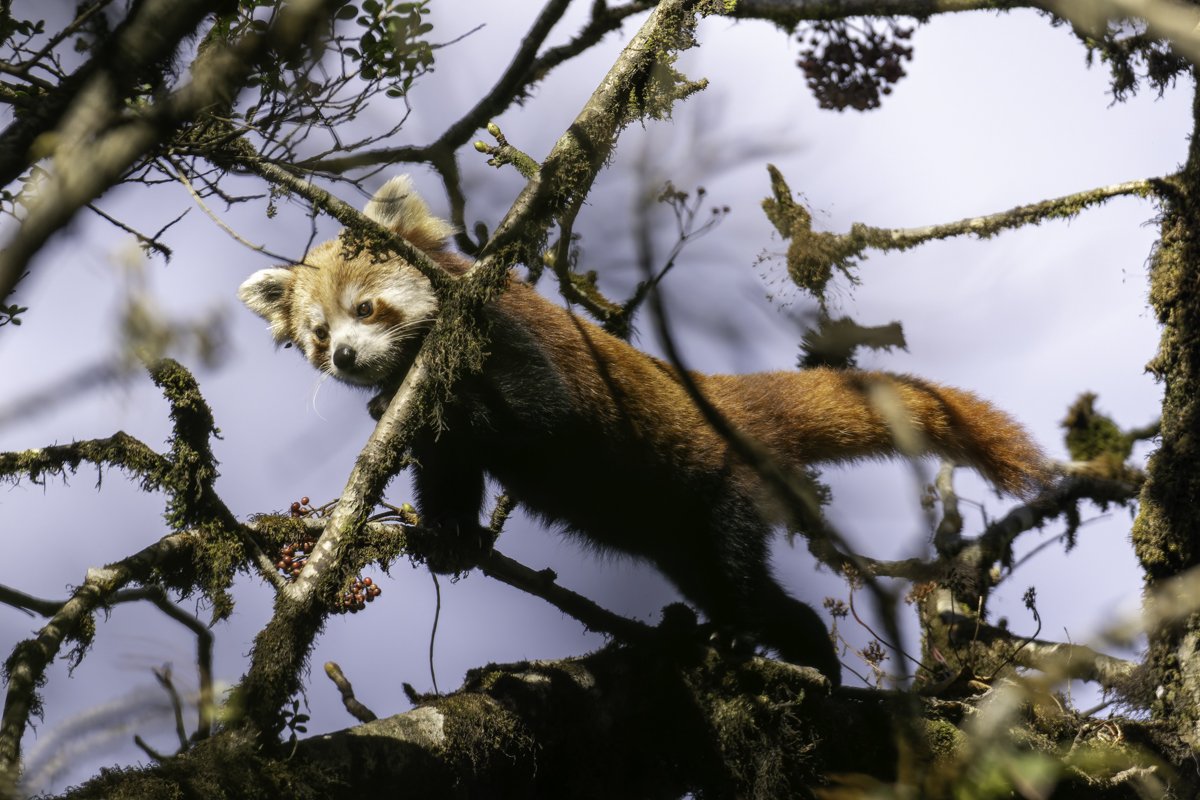 red panda-45.jpg