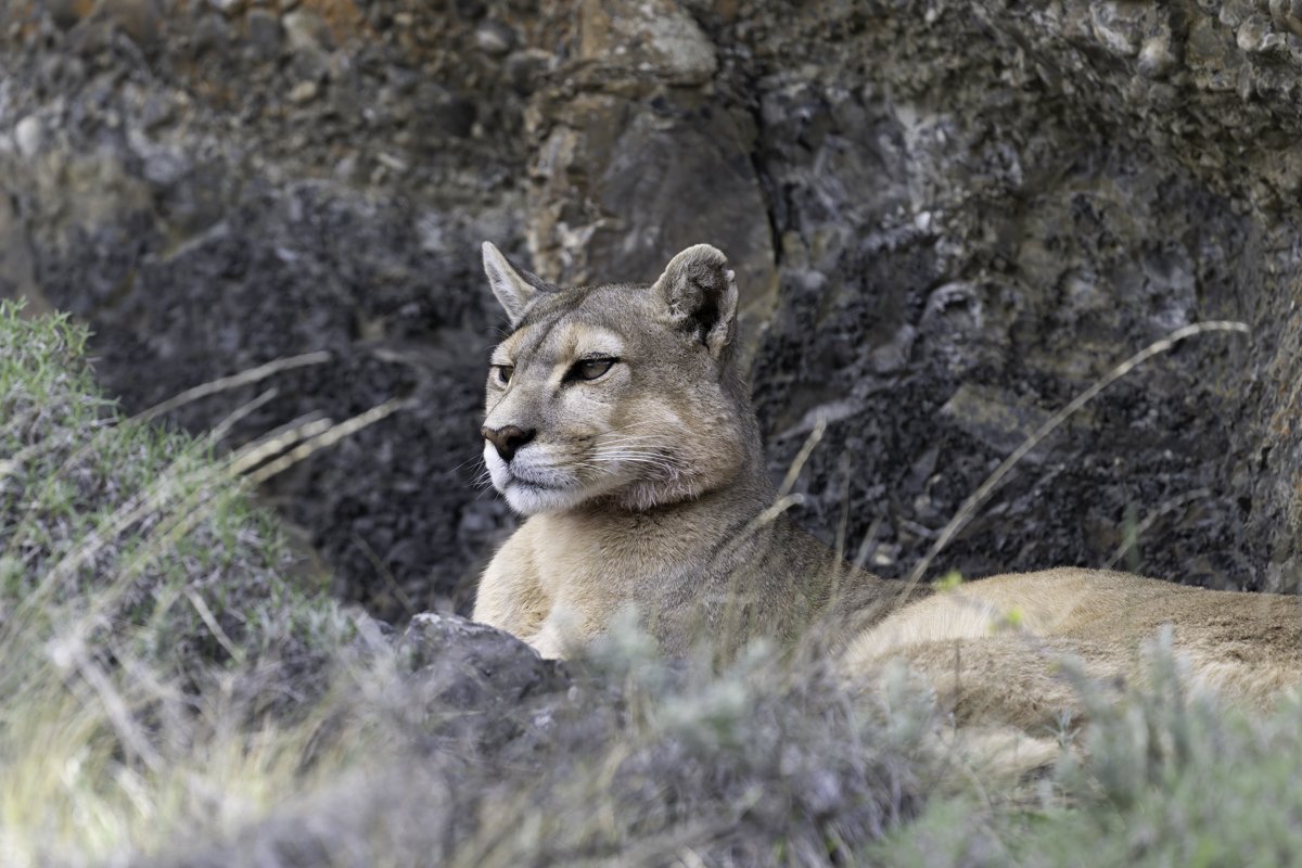 puma-2.jpg