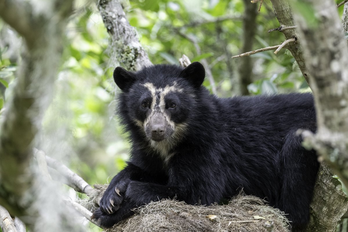 andean bear-16.jpg