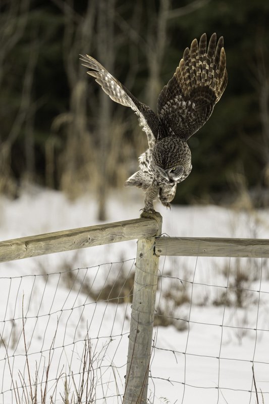 owl-7.jpg