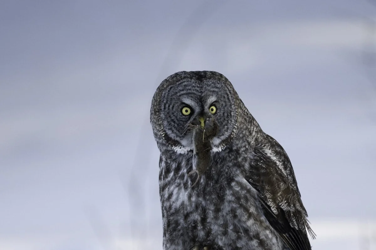 owl-8.jpg
