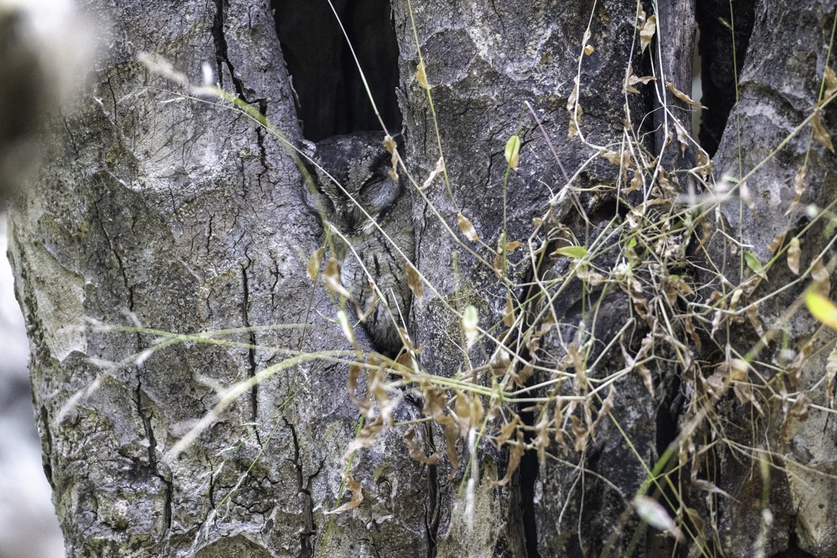 owl-9.jpg