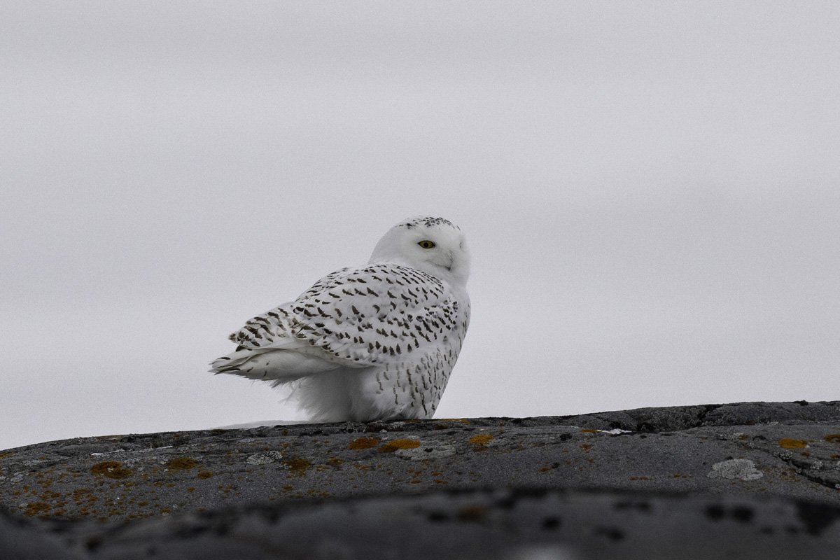 owl-4.jpg
