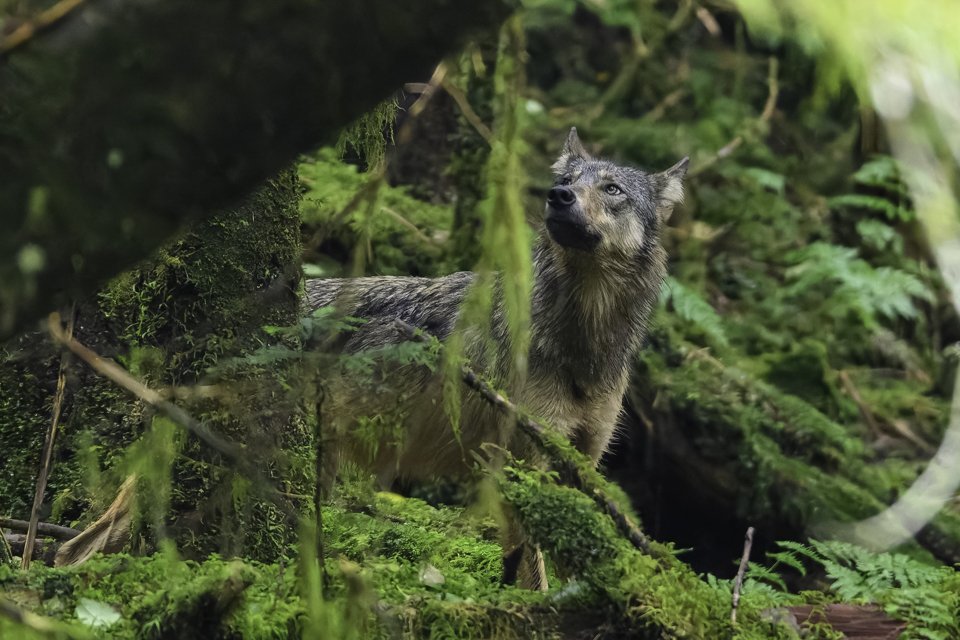 wolves2-3.jpg