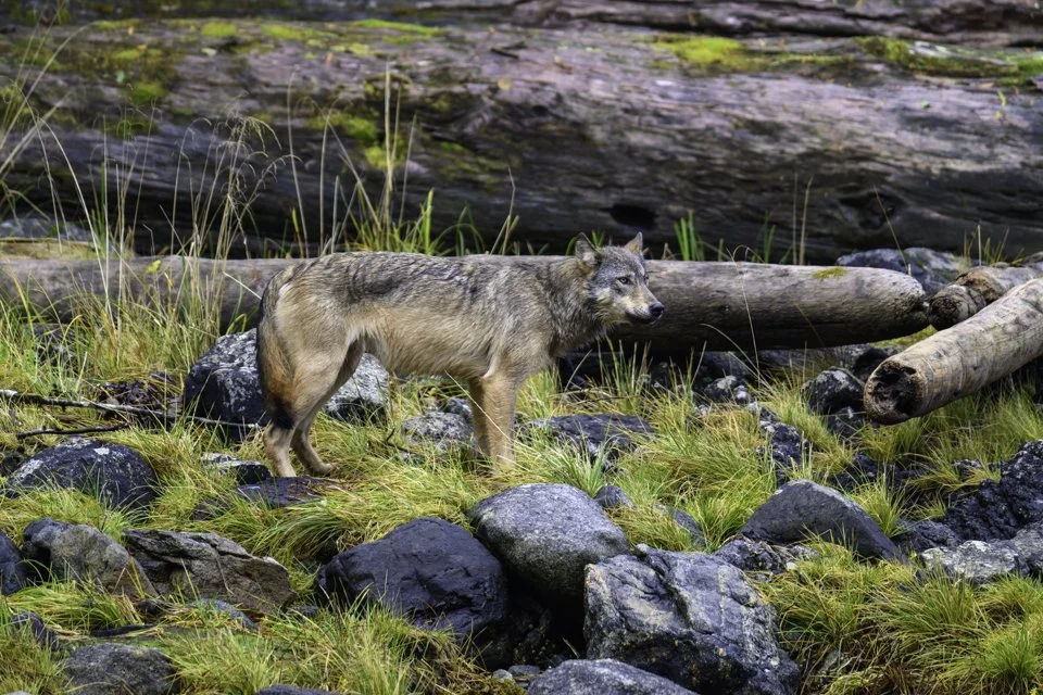 wolves2-14.jpg