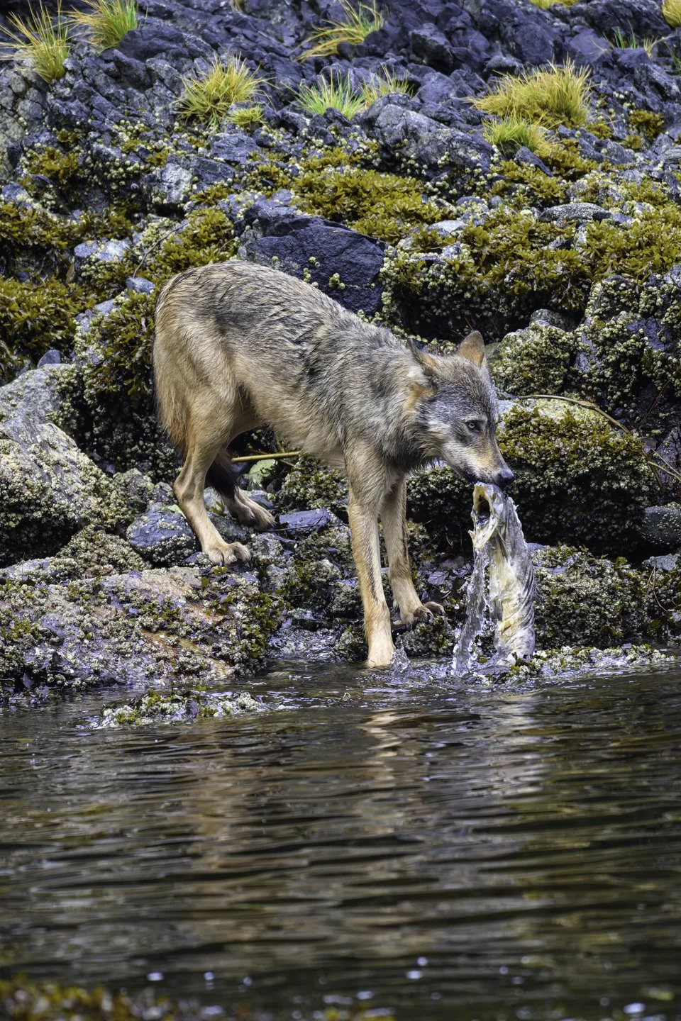 wolves2-16.jpg