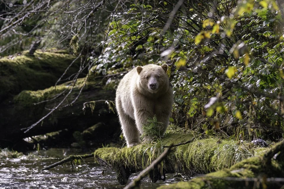 Spirt bear-3.jpg