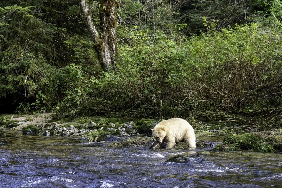 Spirt bear-2.jpg
