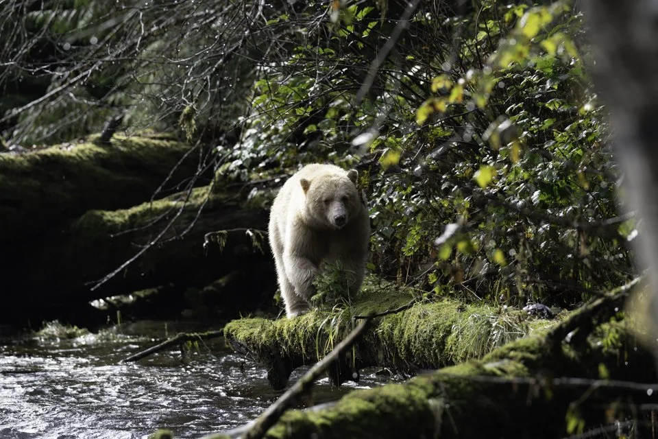 Spirt bear-4.jpg