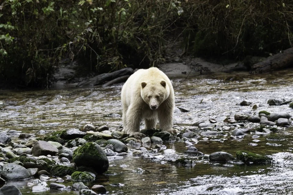 Spirt bear-5.jpg