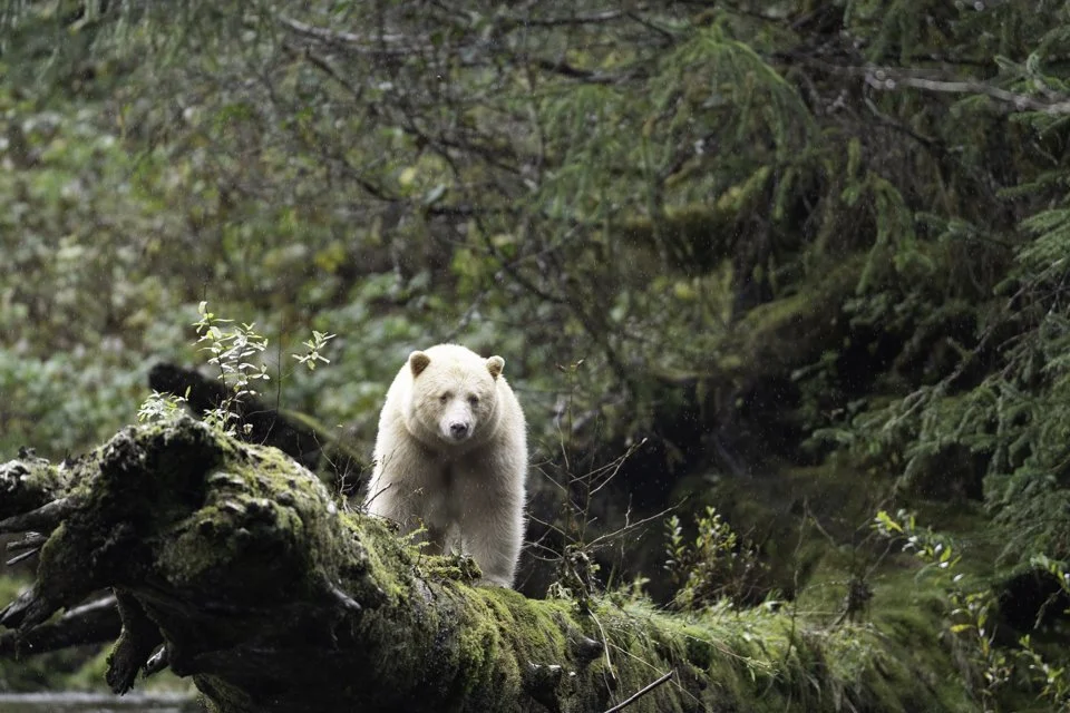 Spirt bear-6.jpg