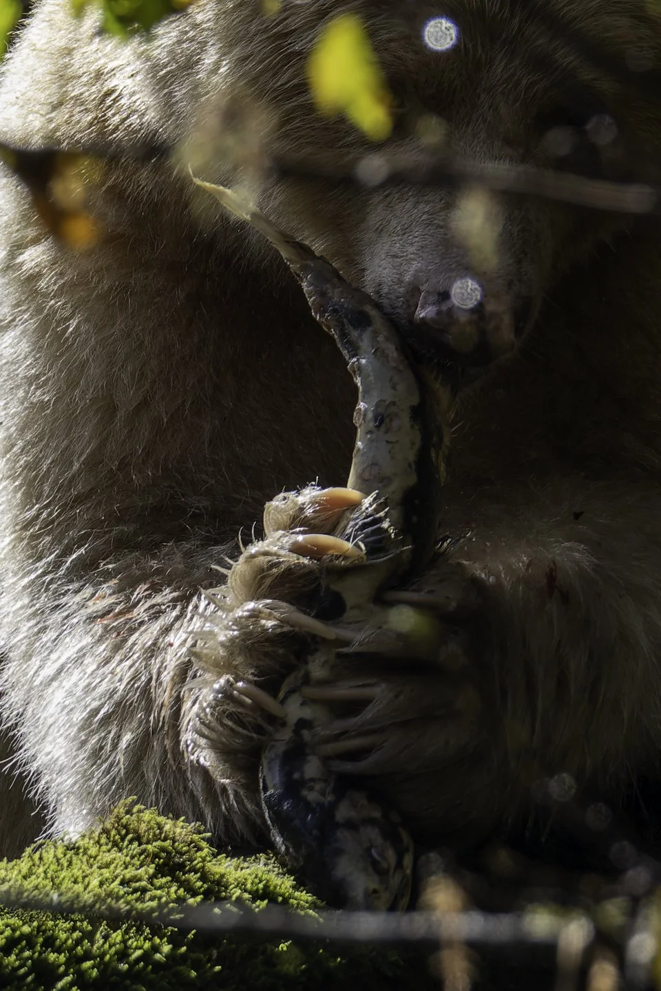 Spirt bear-8.jpg