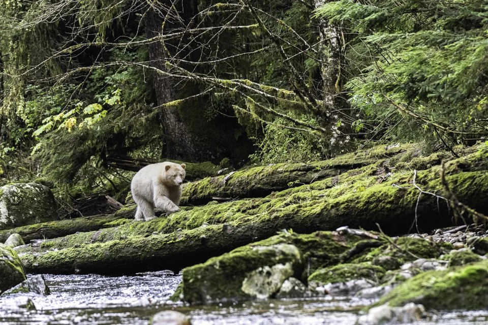 Spirt bear.jpg