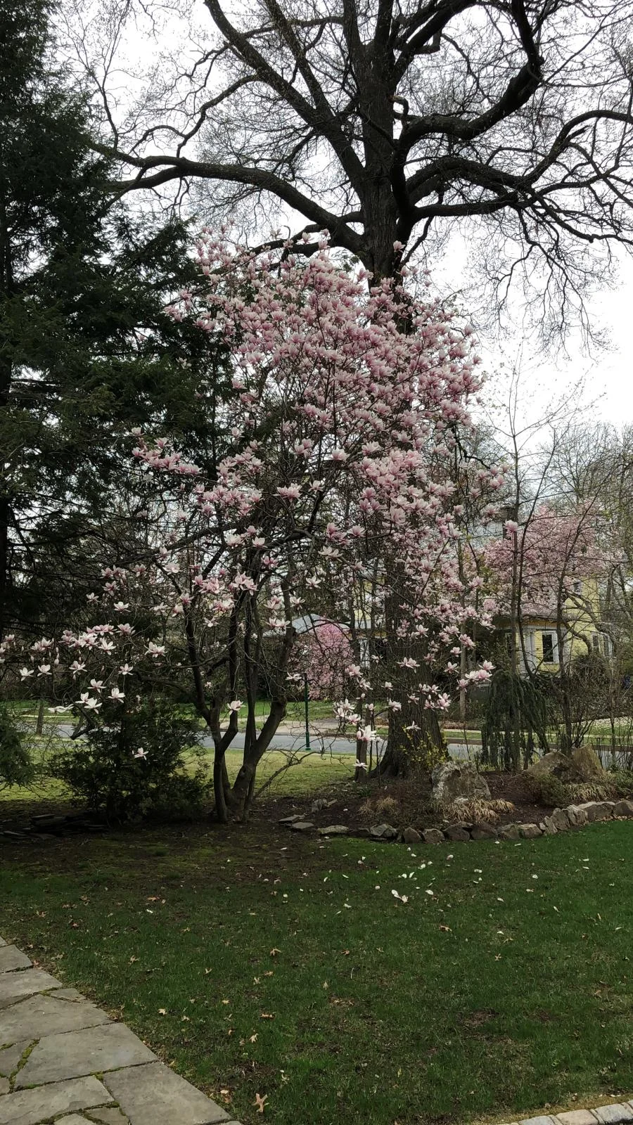 Magnolia tree in blossom at our South Orange, New Jersey home April 14, 2019