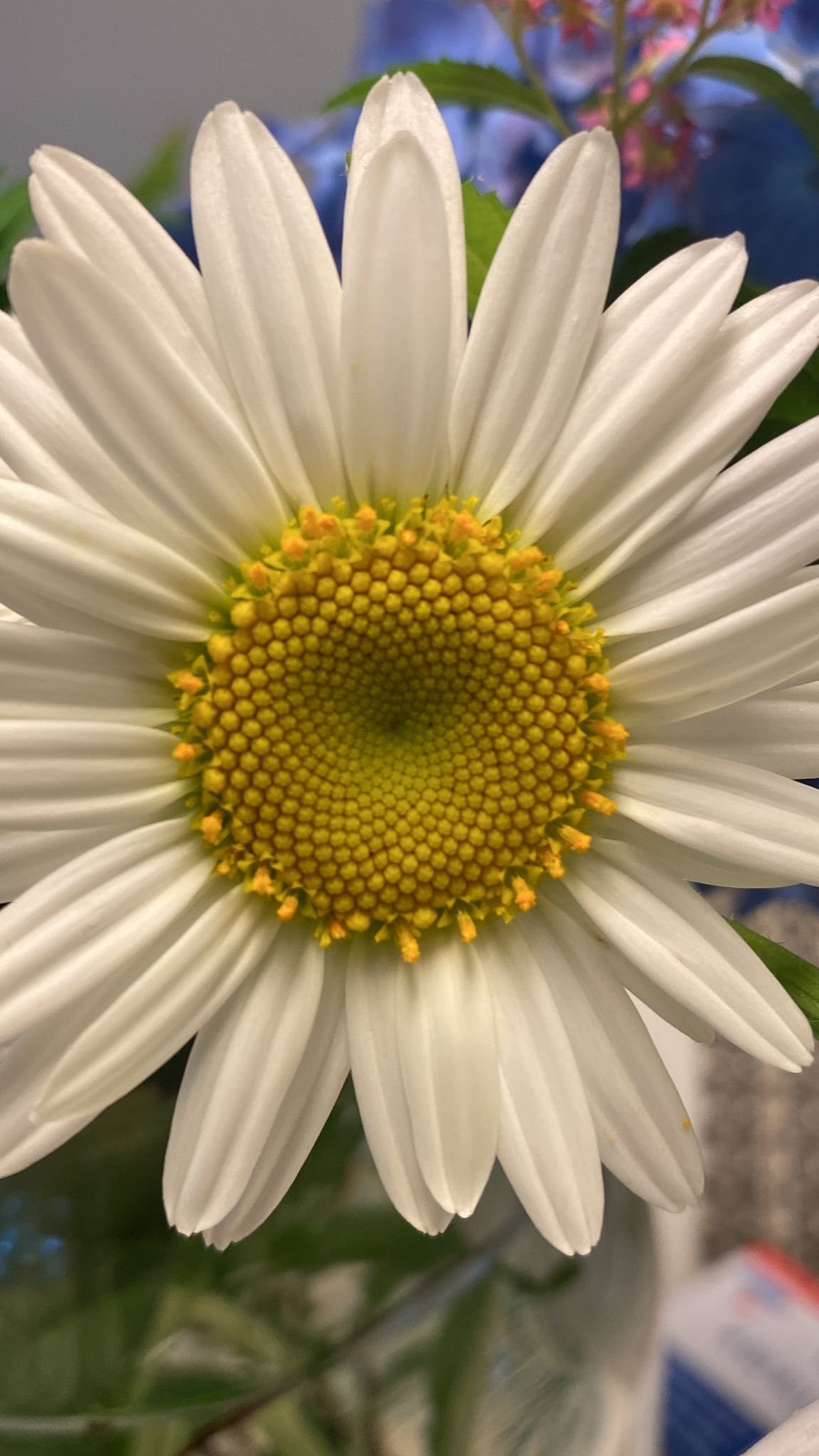 FLOWERS AND BIRDS