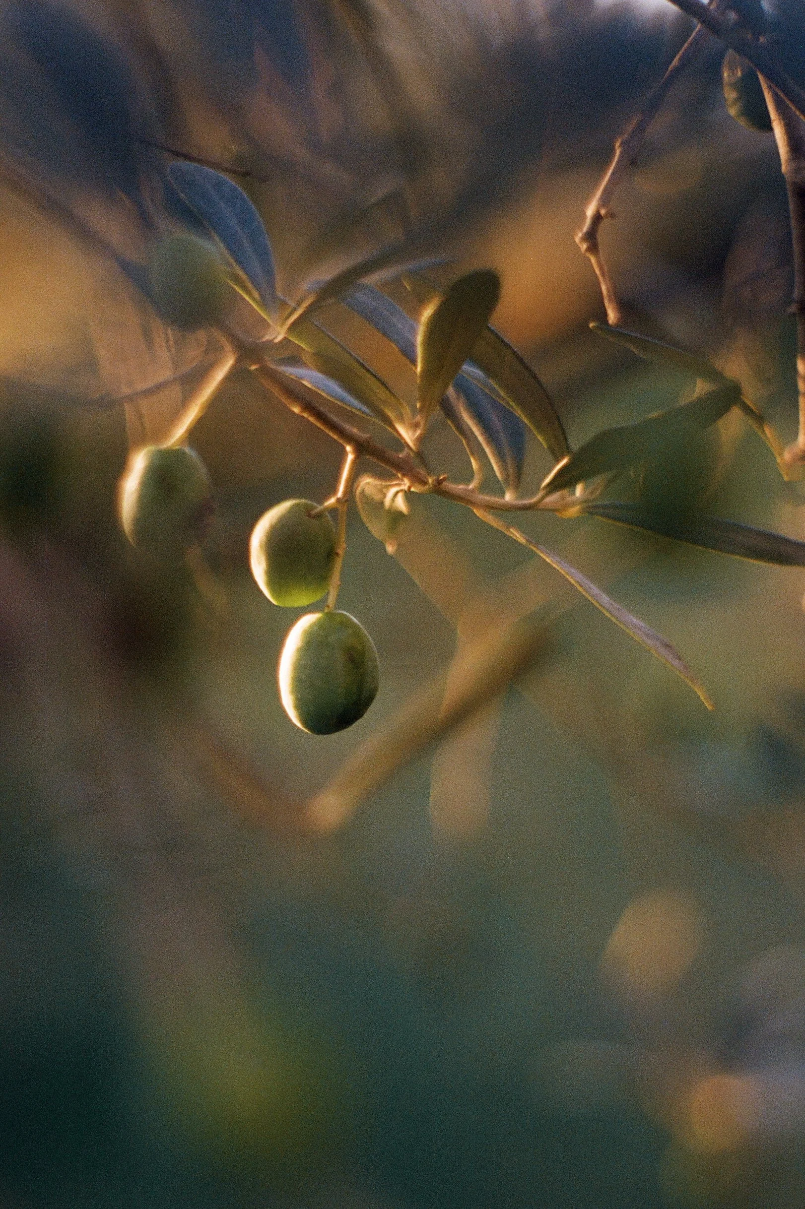 010100260004 copy.jpg
