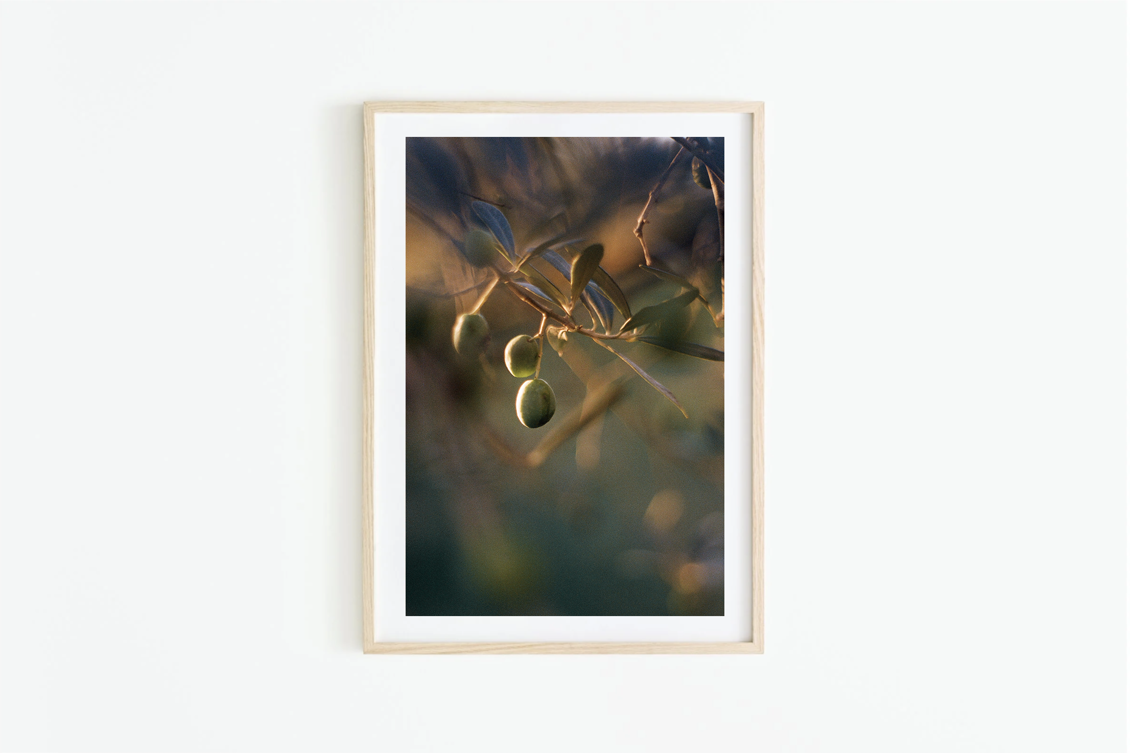 An olive branch