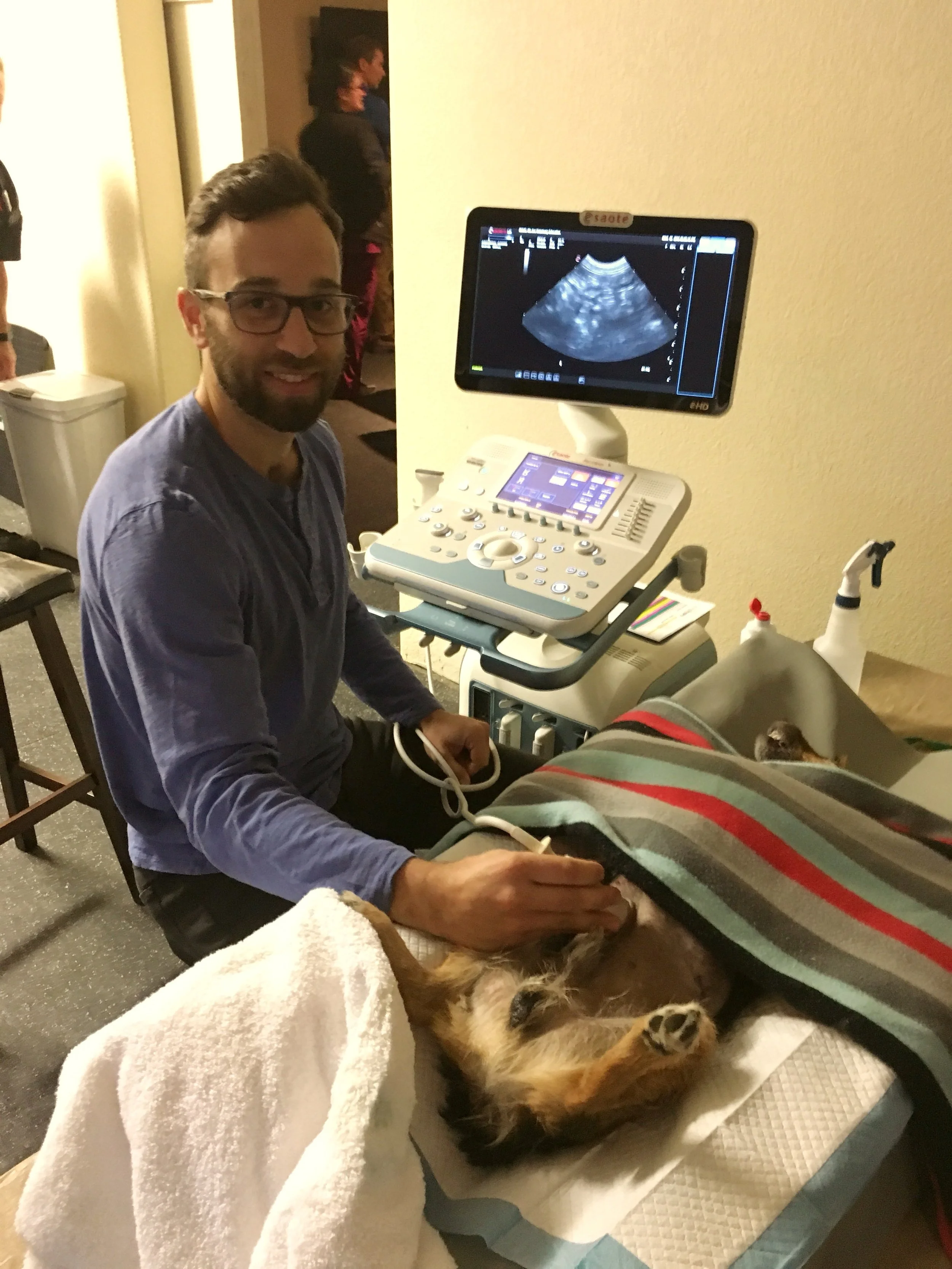 Veterinary Abdominal Ultrasound: Why you should take your vets recommendation.