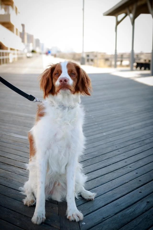 Keep Calm and Summer On: How to Keep Your Dog Cool, Comfortable and Safe this Summer