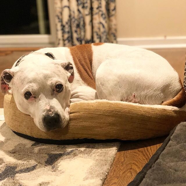 Tucker playing the, &ldquo;what&rsquo;s the smallest bed I can fit in even though I have 2 other large beds&rdquo; game